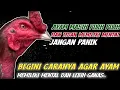 Lagu AYAM MASIH PILIH PILIH, TIDAK USAH KHAWATIR, BEGINI CARA MENINGKATKAN MENTAL DAN AYAM LEBIH AGRESIF