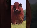 Download Lagu sapi limosin aduduuuu gede banget #shorts #sapi