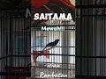 Download Lagu Murai Batu isian rambatan paruh merah #kicaumania #burung #kicaumanianusantara #burungkicau #kenari