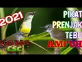 Download Lagu PIKAT PRENJAK TEBU PALING AMPUH || SUARA BURUNG CSC