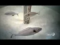 Download Lagu 03 Skretting The Feed Iceberg - How fish and shrimp eat