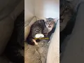 Download Lagu How to help a cat give birth👶🐱