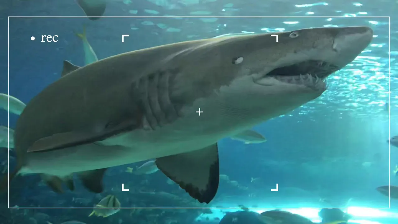 Ripley’s Aquarium of Canada 2019 | Toronto