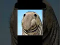 Animals With Down Syndrome