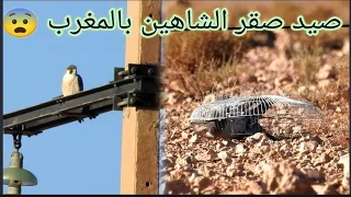 صيد صقر الشاهين بقفص المروحية   دندنها