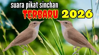 suara pikat burung kerakbasi alis hitam sinchan terbaru 2026