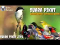 Download Lagu SUARA PIKAT JITU || Suara Pikat Burung Pentet Kombinasi Burcil