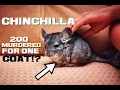 10 Chinchilla Facts - Softest Densest Fur in the World
