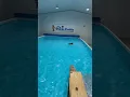 Download Lagu See Felix at his first Doggie Paddle pooltime play session!