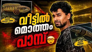 വിവിധ ഇനം വരാലുകൾ...🥰 | verities of channa fishes | monster fishes | snake heads