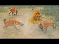 Download Lagu Dramatic Rescue by Hyenas after a Lion Catches one