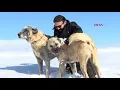 Kangal köpekleri en çok kışı seviyor