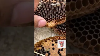 خروج ملكه النحل و سماع صوتها 