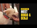 Meet Ringo Benji Adoptable Rescue Dogs TLRD Virtual Adoption