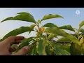 How To get Maximum Flowers In Swarn Champa Plant on terrace and best Fertilizer For Champa Plant.