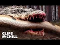 Lagu Nature’s Deadliest Creatures | Anaconda X Lake Placid Best Kill Scenes