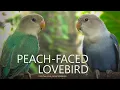 Download Lagu Peach-faced Lovebirds Sounds - Green and Blue Opaline - Young Lovebirds