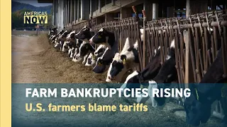 why u s farm bankruptcies are surging