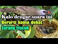 Download Lagu Suara burung trucuk yang lagi ada anak/sarangnya di sekitar kita.100% akurat