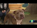 New program aims to reunite lost pets in Sacramento