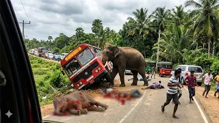 MASSIVE Elephant Destroys Vehicles on Road — Drivers Panic! #elephantattack #elephant