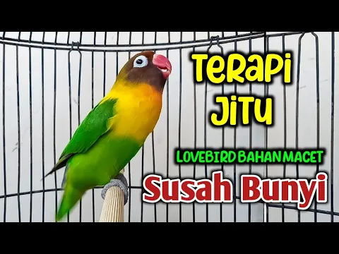 Download MP3 SUARA BURUNG LOVEBIRD GACOR NGEKEK PANJANG, TERAPI AMPUH LOVEBIRD MACET YANG TAK MAU BUNYI