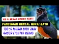 Pancingan Murai Batu Bermental Sakti, 100 % Jadikan Murai Bisu Jadi Gacor Fighter