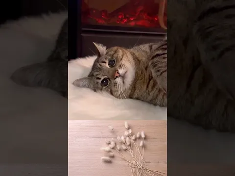 A real ASMR cute Therapy Session for Relaxation 🤩 ❤️