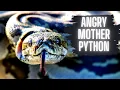 ANGRY Mother PYTHON With EGGS