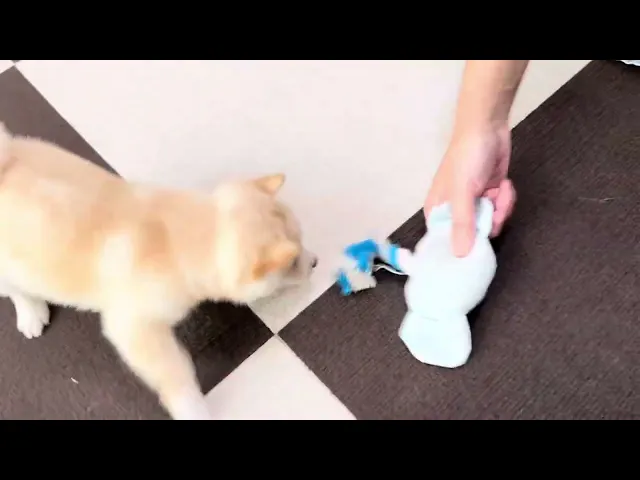 動画