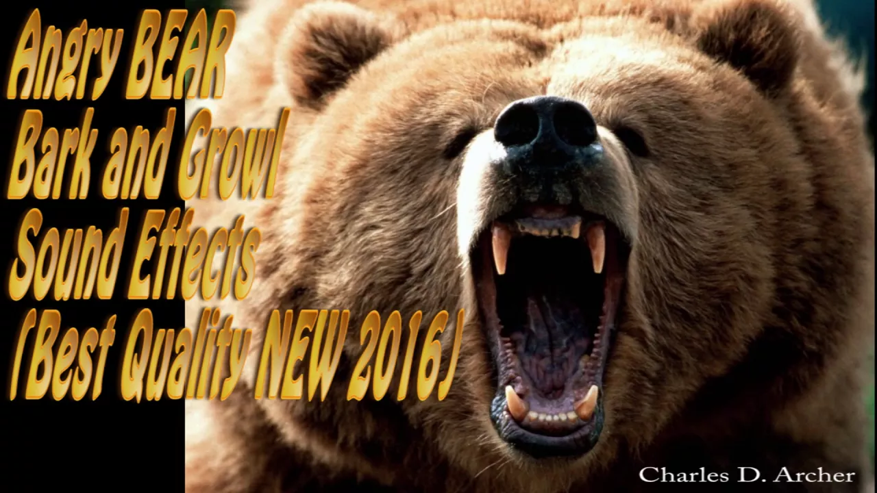 Angry BEAR Bark Angry BEAR Growl Sound Effects - Best Quality Angry BEAR Bark Angry BEAR Growl Sound Effects - Best Quality