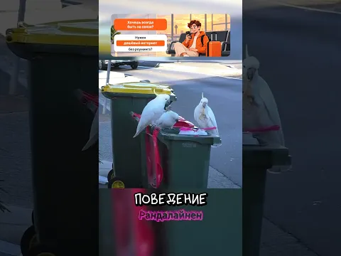 Попугаи научились вскрывать помойки 🦜