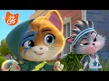 44 Cats Olympio the greatest athlete cat in the world