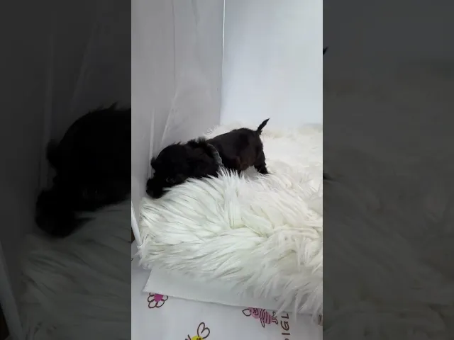 動画