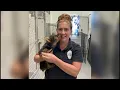 CT state police rescue Yorkshire terrier from hot car in New Fairfield