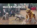 Lagu Macan Ngamuk Seni Bantengan Satria Macan Kumbang Live Wewe Bening Gondang Mojokerto