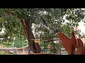 Download Lagu lb paud jahat