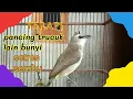 Download Lagu pancingan trucuk males bunyi, terapi trucuk setres ampuh
