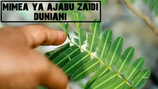 mimea ya ajabu zaidi duniani mimea ya kushangaza kwenye uso wa dunia
