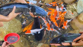 Catching colorful betta fish, catfish, ornamental fish, koi fish, glofish, snakehead fish, eels