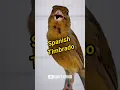 Download Lagu KENARI JENIS SPANISH TIMBRADO FULL NGECORRR‼️