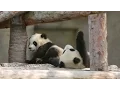 Download Lagu Shanghai's giant panda cubs named Yue Yue and Ban Ban