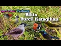 Download Lagu Suara Pikat Burcil Ampuh 2025