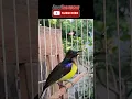 Download Lagu WICEH / KOLIBRI KELAPA / MANGGAR  #kicaumania #suarakolibri  #kolibrikelapa #wiceh #birds #burung
