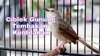 ciblek gunung tembakan kuntilanak cocok buat masteran murai dan kacer