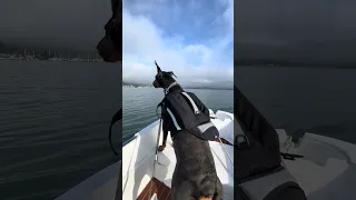 .. #dream #fyp #pets #doberman #fypシ