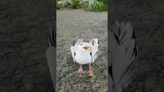 لماذا ترقص طيور النورس على الأرض اكتشف سر سلوكها الذكي 