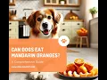 Can Dogs Eat Mandarin Oranges