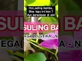 Download Lagu suling bambu dangdut #karaoke #dangdut