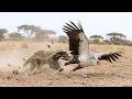 Lagu Honey Badger Turns the Tables on the Secretary Bird